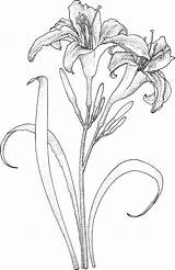 Coloring Lily Pages Drawing Flowers Lilies Printable Flower Daylily Colouring Color Template Drawings Name Supercoloring Sketches Sheets Adult Daylilies Pencil sketch template