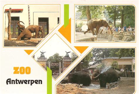 postcard page belgium antwerp zoo
