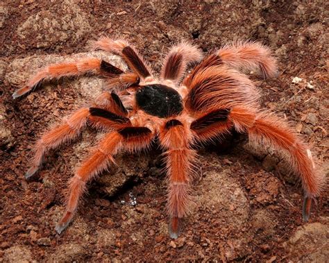 colombian giant red leg tarantula pet tarantula arachnids spiders