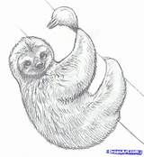Sloth Zeichnen Sloths Faultier Dragoart Pages Skizze Zeichnet Zeichnung Makangeni Bleistiftzeichnungen Bleistiftzeichnung Skizzen Tieren sketch template