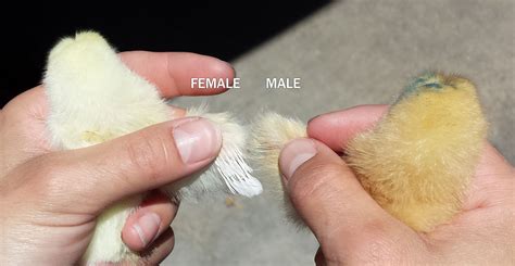 How To Chicks Male Or Female Sexing Chickens Silkie Chickens
