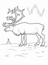 Arctic Tundra Hirsch Ausmalbild Malvorlage Reindeer Malvorlagen Dibujo Getcolorings Ausdrucken Drucken Coloringbay Ecosystem Collegesportsmatchups sketch template