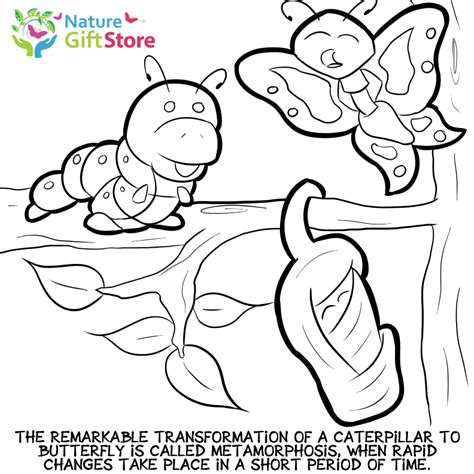 butterflies coloring page  nature gift store