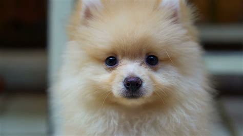 fluffy cute  pomeranian dog  confuse outdoor stock video