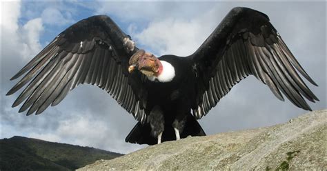 lanzan una estrategia  preservar al condor andino noticias