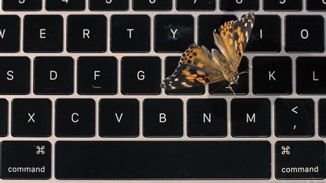 apples faulty macbook butterfly keyboard explained  real butterflies daily telegraph