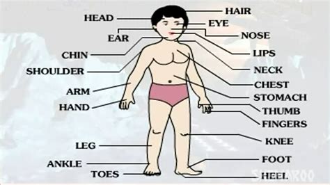 learn human body part external kids educational  youtube