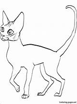 Devon Rex Coloring Designlooter Cat sketch template