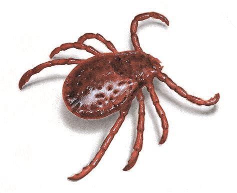 tick control facts     rid  tick infestations