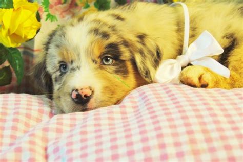Shamrock Rose Aussies Update Available Puppies 7 29 15