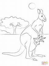 Kangaroo Red Baby Pages Coloring Drawing Printable Getdrawings sketch template