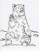 Bear Coloring Grizzly Pages Realistic Printable Drawing Line Print Color Step Samantha Bell Pdf Getdrawings Getcolorings Animals Samanthasbell Coloringbay Divyajanani sketch template