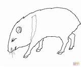 Javelina Coloring Pages Peccaries Peccary Printable Supercoloring Pigs Wild Drawing Categories sketch template