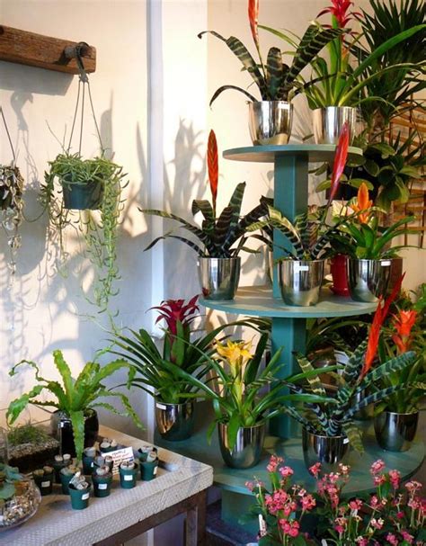 exotic decoration  tropical plants   care  bromeliads properly interior design