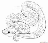 Draw Snake Drawing Step Anaconda Python Ball Tutorials Tutorial sketch template