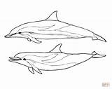 Dolphin Coloring Dolphins Pages Two Striped Drawing Printable Spinner Line Realistic Color Draw Drawings Getdrawings Bottlenose Baby sketch template