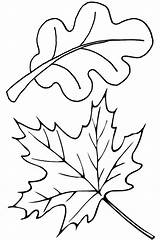 Leaves Coloring Pages Autumn Fall Leaf Oak Maple Thanksgiving Color Template Drawing Printable Print Themed Colorluna Kids Von Jungle Getcolorings sketch template