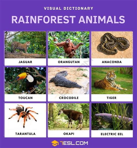 rainforest animals list  rainforest animals  facts pictures esl