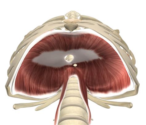 diaphragm muscle