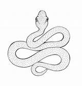 Snake Drawing Sketch Coiled Cobra Viper 3d Simple Easy Draw Snakes Drawings Coloring Getdrawings Paintingvalley Sketches Clipart sketch template