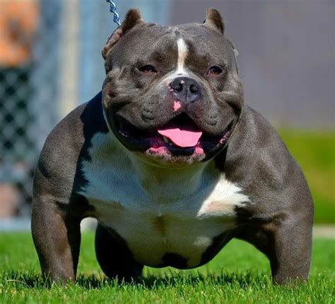 droll dog breeds american bully picture bleumoonproductions