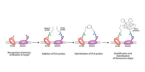 proximity ligation assay  detect transcription replication conflicts  yeast