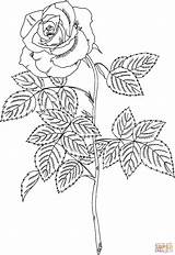 Roos Malvorlagen Rosen Brandy Kleurplaat Erwachsene Ausdrucken Kleurplaten Mandalas Stampare Rosas Dibujo Rozen sketch template