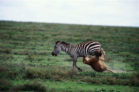 lion attacking zebra picture  hd     lovepik