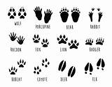 Animal Footprints Mountain Tracks Animals Woodland Print Paw Footprint Bear Room Details Prints Printable Forest Kids Zoo Two Decor Risenmay sketch template