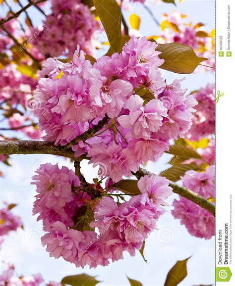 cherry blossom   english garden  lancashire stock image image