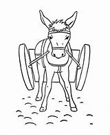Donkey Esel Ausmalbilder Ausmalbild Mule sketch template