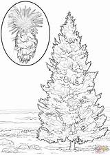 Coloring Fir Douglas Trees Pages Designlooter Printable Click Dot Drawing sketch template