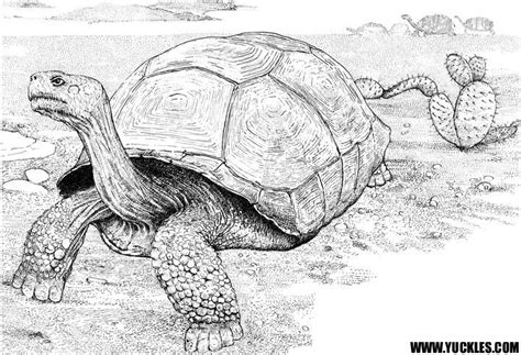 tortoise coloring page  yuckles coloring pages coloring pages