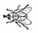 Ausmalbilder Ausmalen Fliege Auswählen Vektorisieren Kuendigs sketch template