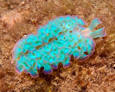 lettuce sea slug elysia crispata sea slug beautiful sea creatures