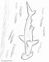 Coloring Pages Animals Hammerhead Shark Sea Printable sketch template