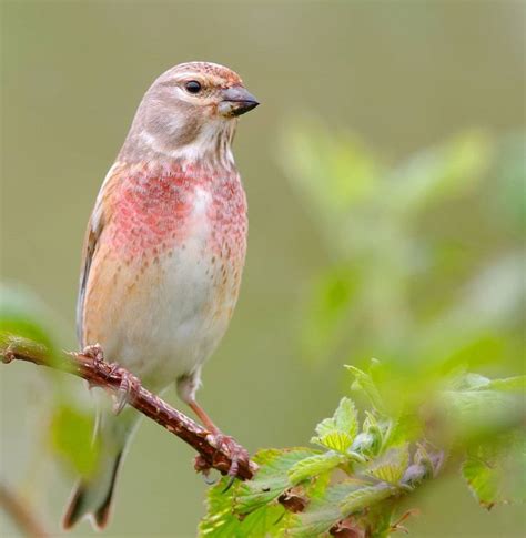Jens Stahl Shared A Post On Instagram “common Linnet Kneu Your