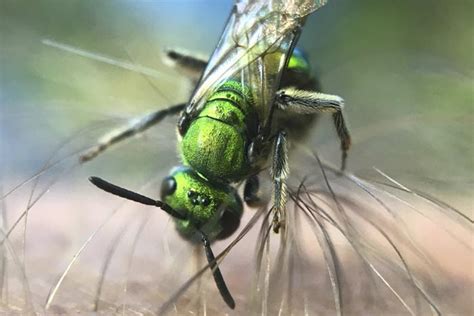 james felice is a bug for insect photography hudson valley one