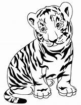 Tiger Coloring Pages Cub Tigers Tooth Realistic Drawing Saber Baby Face Kids Animals Print Printable Lions Cute Animal Strong Paw sketch template