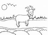 Goat Bode Colorir Passeando Tudodesenhos Imprimir Procoloring sketch template