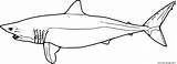 Mako Shark Shortfin sketch template