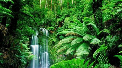 tropical rainforest wallpaper  pictures