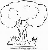 Coloring Pages Tree Trees Weeping Willow Flowers Kids Oak Adults Plants Printable Bare Getcolorings Fresh Children Color Comments Coloringhome Popular sketch template