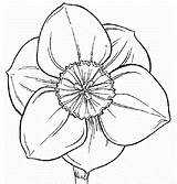 Daffodil Coloring Pages sketch template