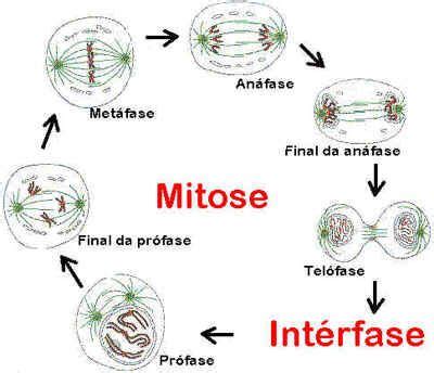 mitose mitose resumo sobre citologia