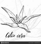 Aloe Vera Dibujo St3 sketch template
