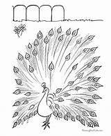 Burning Wood Printable Patterns Plans Peacock Coloring Pages Projects Animal sketch template