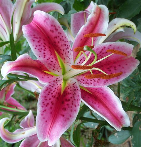 Stargazer Lily Pink Ubicaciondepersonas Cdmx Gob Mx