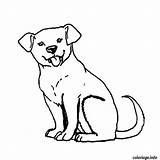 Coloriage Labrador Chiot Imprimer Reproduire Jack Welpe Animaux Hund Cucciolo Cachorro Welpen Russel Dessins Chiens Vu Coloriages Lesgribouillagesdenico sketch template