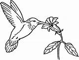 Hummingbird Flower Coloring Pages Humming Bird Flowers Nectar Hummingbirds Printable Clipart Birds Drawing Eat Provide Line Kids Drawings Kidsplaycolor Color sketch template